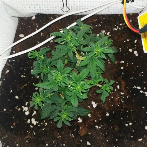 WW growlog timeline photo
