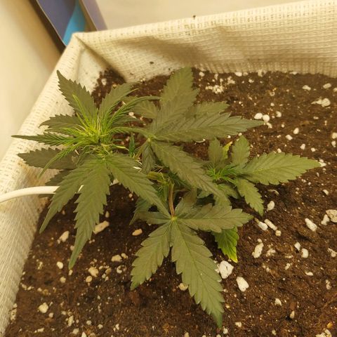 AK 49 #2 growlog timeline photo