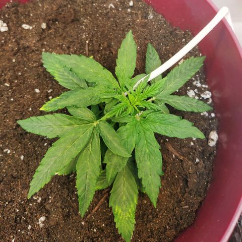 OG Kush Auto growlog timeline photo