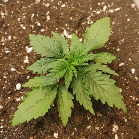 North growlog timeline photo