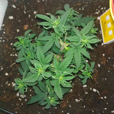 WW growlog timeline photo