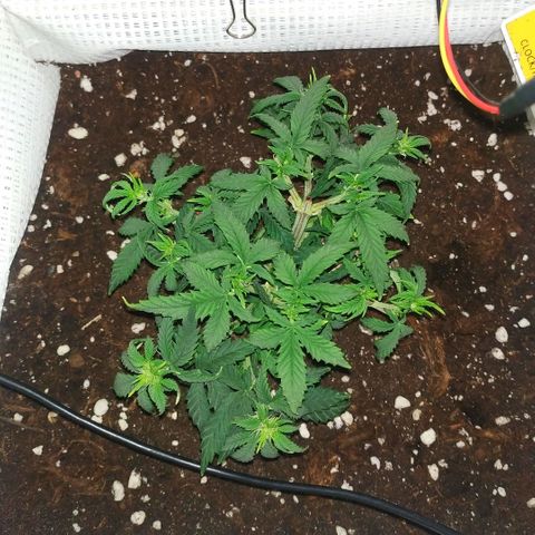 WW growlog timeline photo