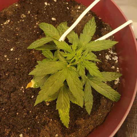 OG Kush Auto growlog timeline photo