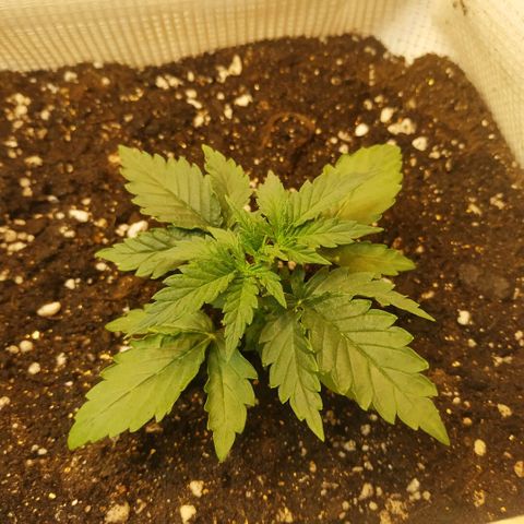North growlog timeline photo
