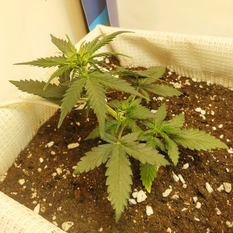 AK 49 #2 growlog timeline photo