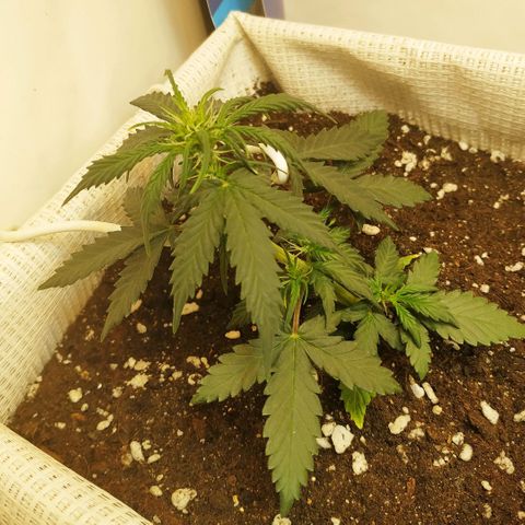 AK 49 #2 growlog timeline photo