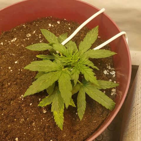 OG Kush Auto growlog timeline photo