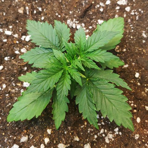 North growlog timeline photo