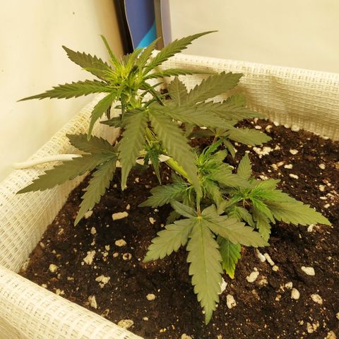 AK 49 #2 growlog timeline photo