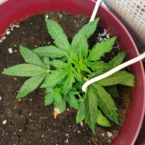 OG Kush Auto growlog timeline photo