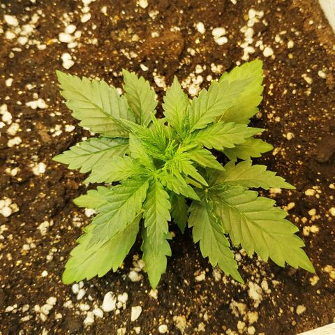 North growlog timeline photo