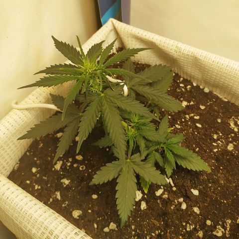 AK 49 #2 growlog timeline photo