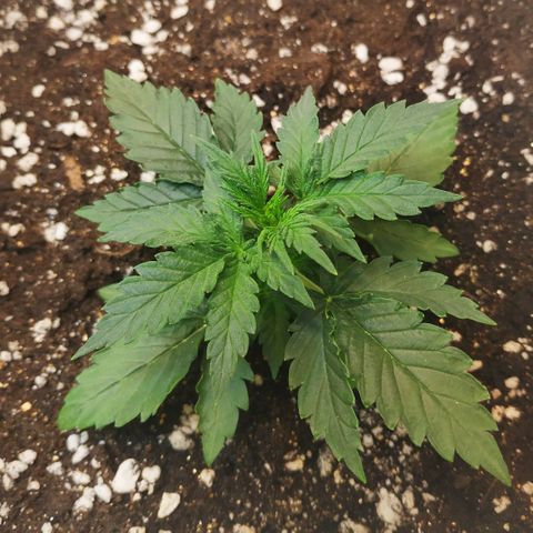 North growlog timeline photo