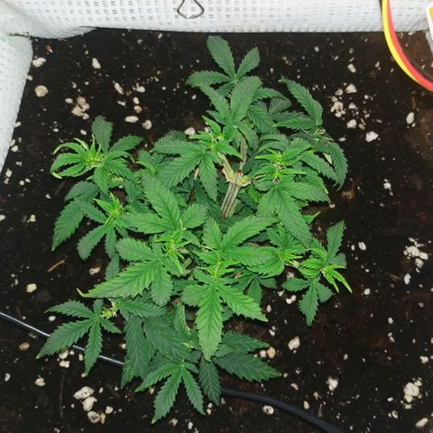 WW growlog timeline photo