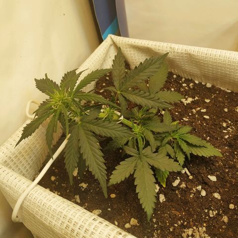 AK 49 #2 growlog timeline photo