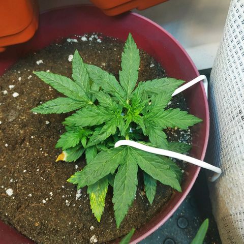 OG Kush Auto growlog timeline photo