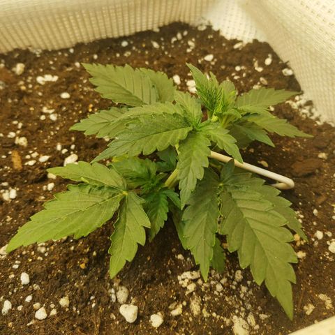North growlog timeline photo