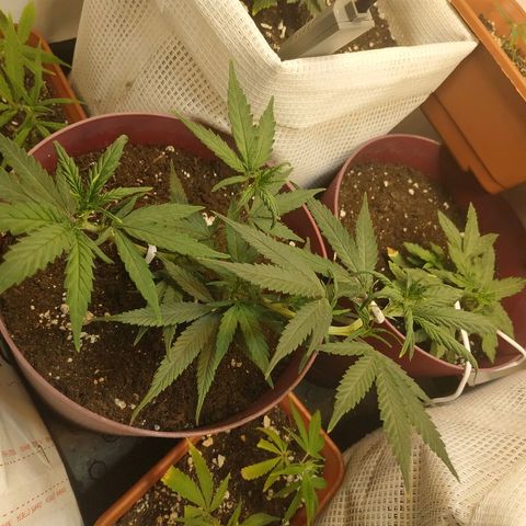 Lemon Haze Clone 1 growlog timeline photo