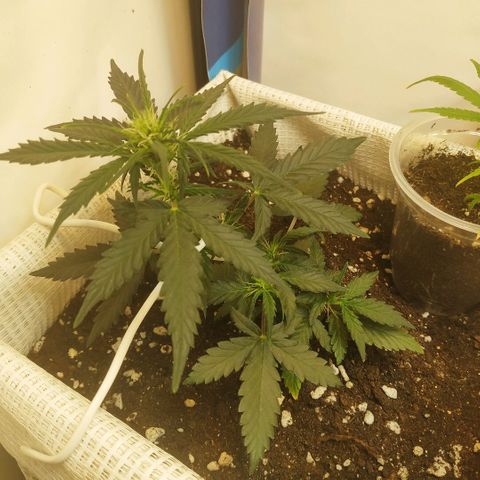 AK 49 #2 growlog timeline photo