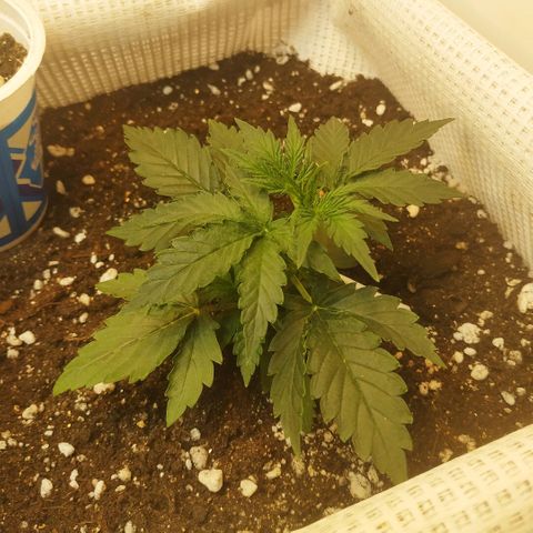 North growlog timeline photo