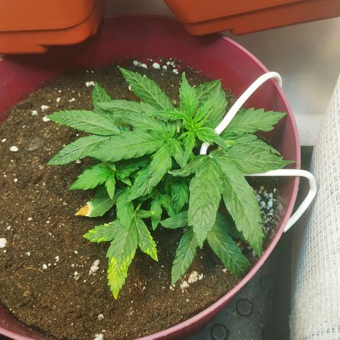 OG Kush Auto growlog timeline photo
