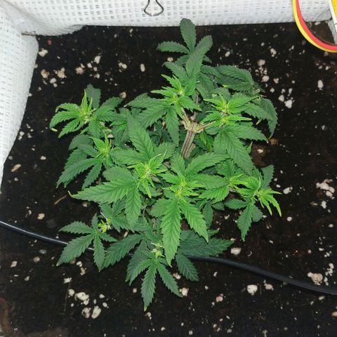 WW growlog timeline photo