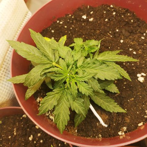 OG Kush Auto growlog timeline photo