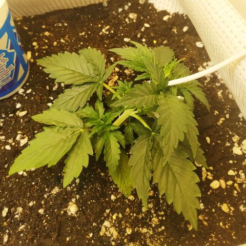 North growlog timeline photo