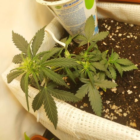 AK 49 #2 growlog timeline photo