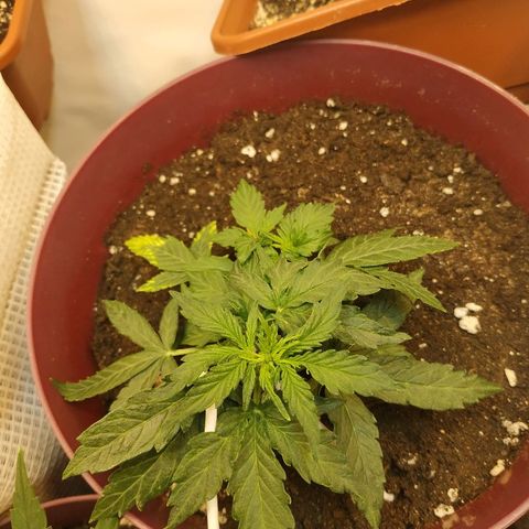 OG Kush Auto growlog timeline photo