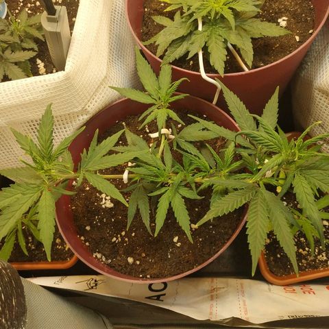 Lemon Haze Clone 1 growlog timeline photo