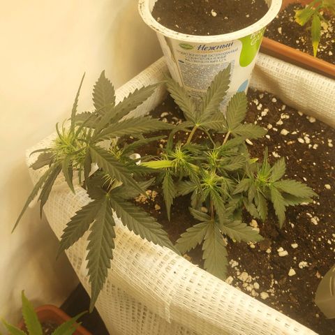 AK 49 #2 growlog timeline photo