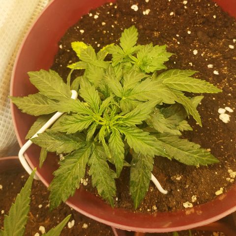 OG Kush Auto growlog timeline photo