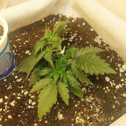 North growlog timeline photo