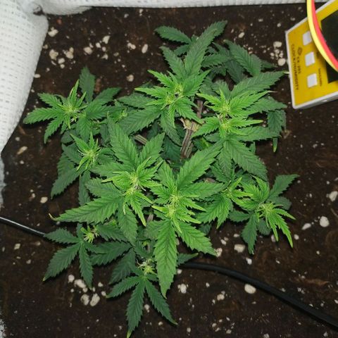 WW growlog timeline photo