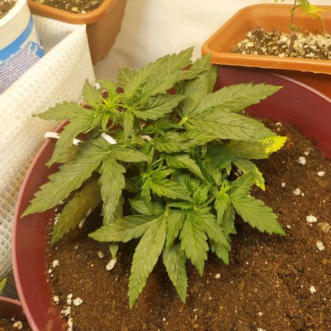 OG Kush Auto growlog timeline photo