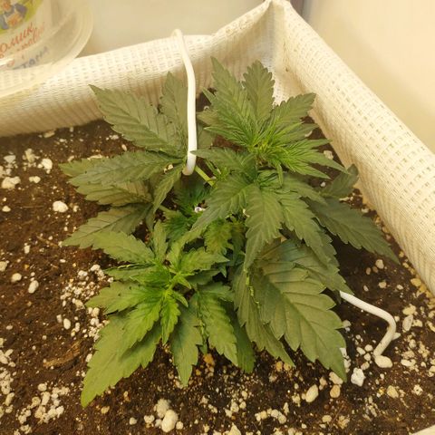 North growlog timeline photo