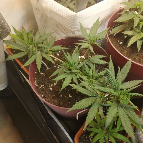 Lemon Haze Clone 1 growlog timeline photo