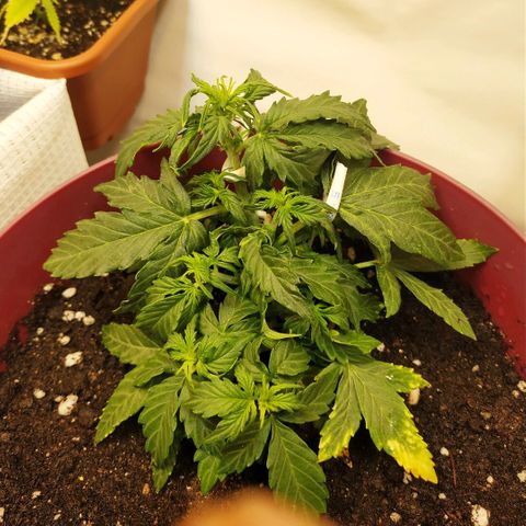 OG Kush Auto growlog timeline photo