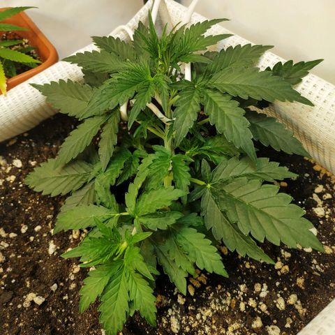 North growlog timeline photo