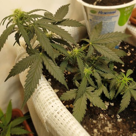 AK 49 #2 growlog timeline photo