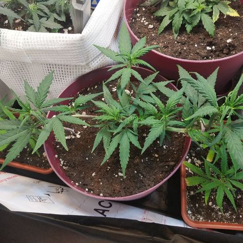 Lemon Haze Clone 1 growlog timeline photo