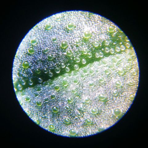 Lemon Haze Clone 1 growlog photo: Мокрый и сухой лист