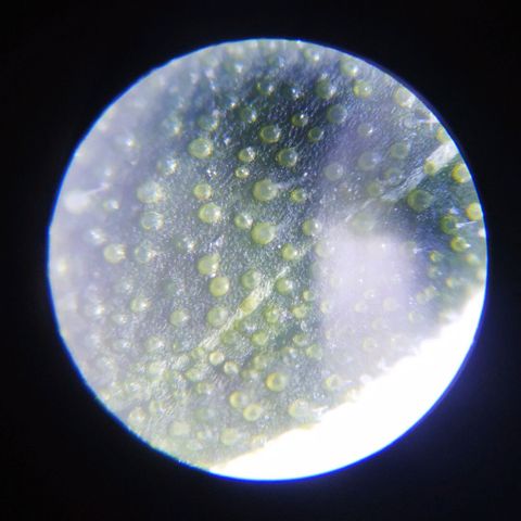 Lemon Haze Clone 1 growlog photo: Мокрый и сухой лист