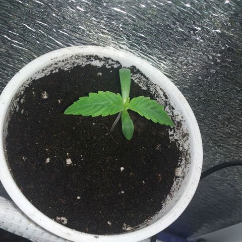 BW growlog timeline photo