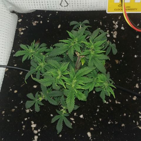 WW growlog timeline photo