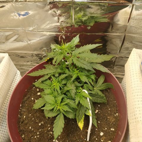 OG Kush Auto growlog timeline photo