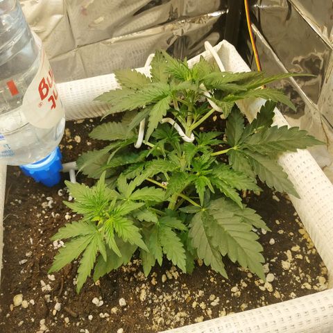 North growlog timeline photo