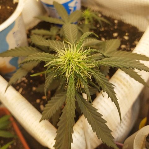 AK 49 #2 growlog timeline photo