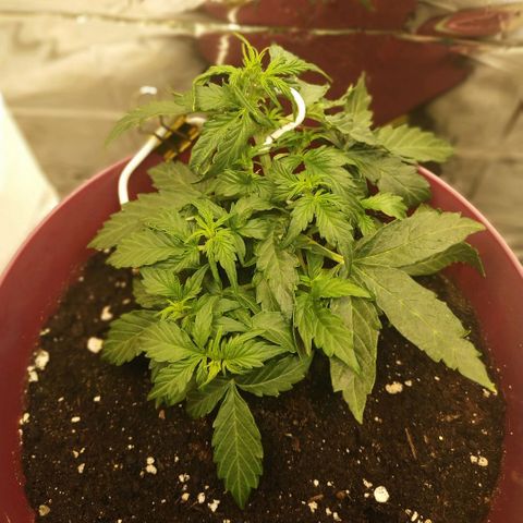 OG Kush Auto growlog timeline photo